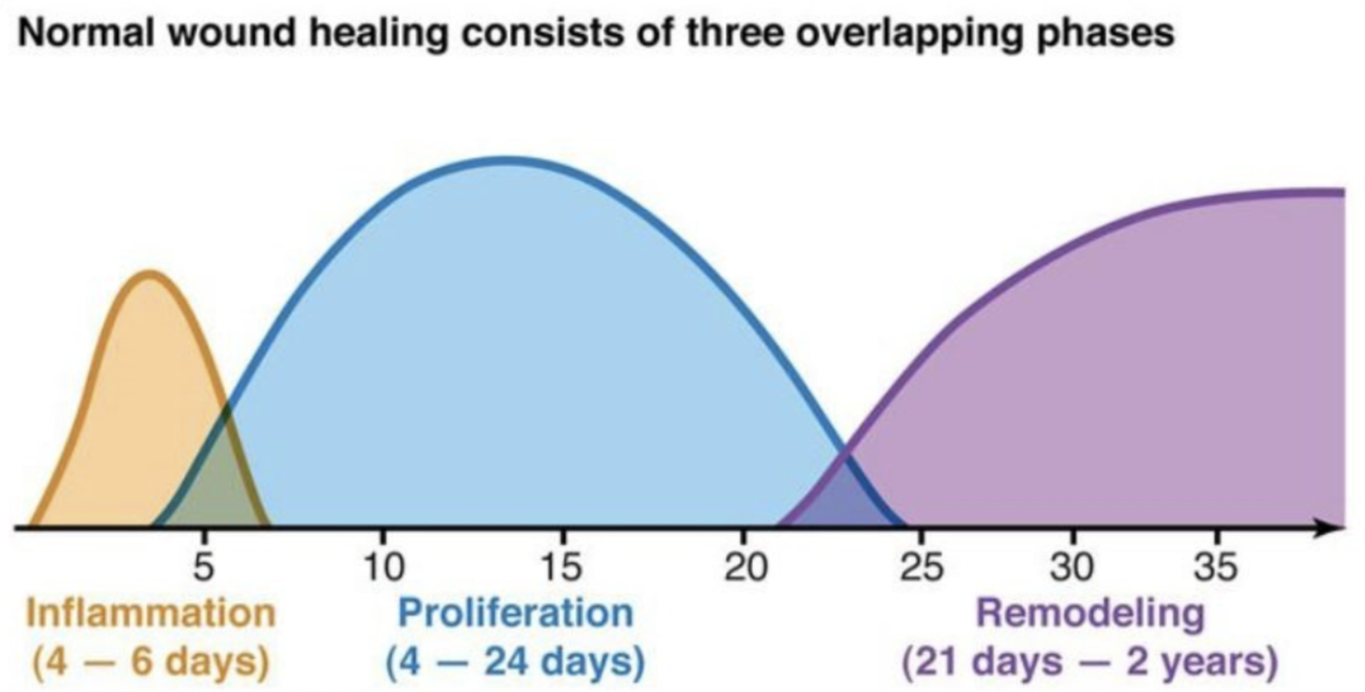 Wound 2010. Wounded Healer. Stages of the Healing process in Rehabilitation.